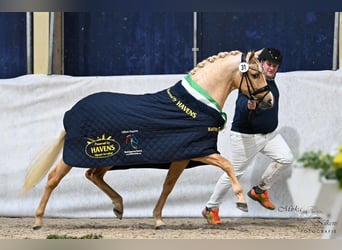 Pony tedesco, Stallone, 5 Anni, 145 cm, Palomino