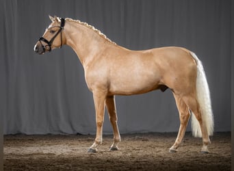 Pony tedesco, Stallone, 5 Anni, 145 cm, Palomino