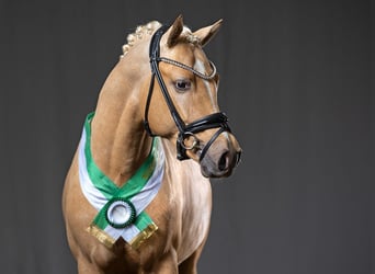 Pony tedesco, Stallone, 3 Anni, 145 cm, Palomino