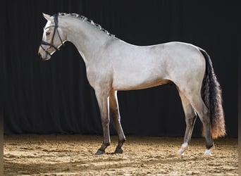 Pony tedesco, Stallone, 3 Anni, 145 cm, Pelle di daino