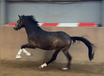 Pony tedesco, Stallone, 3 Anni, 146 cm, Pelle di daino