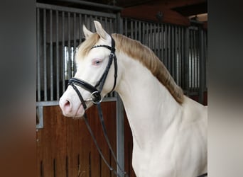 Pony tedesco, Stallone, 9 Anni, 144 cm, Perlino