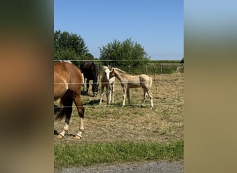 Pony tedesco, Stallone, Puledri (04/2024), 102 cm, Palomino