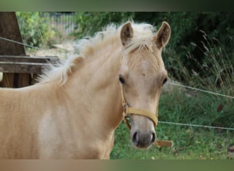 Pony tedesco Mix, Stallone, Puledri
 (07/2023), 143 cm, Dunalino