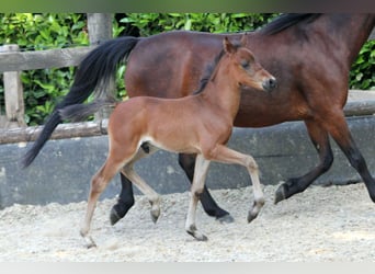 Pony tedesco, Stallone, Puledri
 (04/2024), 145 cm, Baio