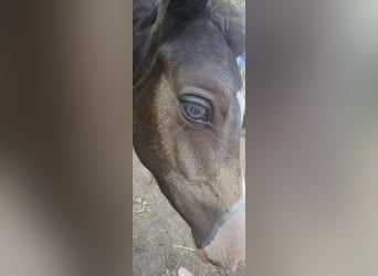 Pony tedesco, Stallone, Puledri (04/2026), 145 cm, Falbo