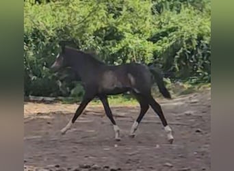Pony tedesco, Stallone, Puledri (04/2026), 145 cm, Falbo