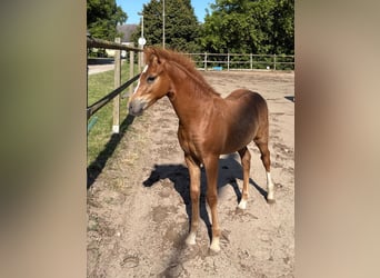 Pony tedesco, Stallone, Puledri (04/2026), 145 cm, Sauro