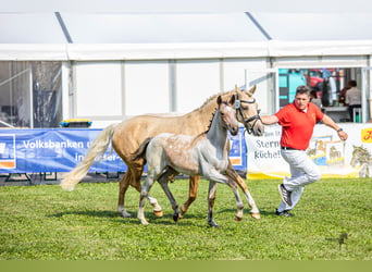 Pony tedesco, Stallone, Puledri
 (04/2023), 146 cm, Baio roano