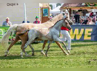Pony tedesco, Stallone, Puledri
 (04/2023), 146 cm, Baio roano
