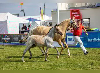 Pony tedesco, Stallone, Puledri
 (04/2023), 146 cm, Baio roano