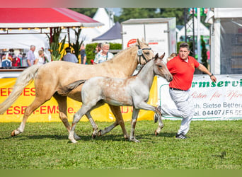 Pony tedesco, Stallone, Puledri
 (04/2023), 146 cm, Baio roano