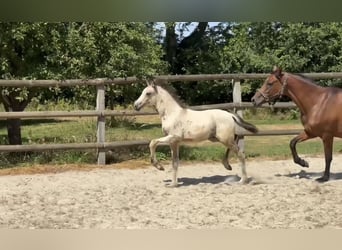 Pony tedesco, Stallone, Puledri (05/2026), 146 cm, Falbo