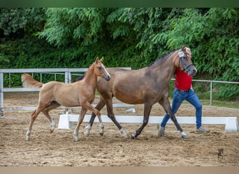 Pony tedesco, Stallone, Puledri
 (04/2024), 146 cm, Falbo