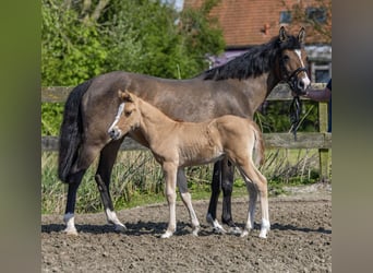 Pony tedesco, Stallone, Puledri
 (04/2024), 146 cm, Falbo