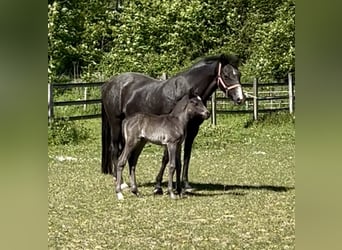 Pony tedesco, Stallone, Puledri (04/2026), 146 cm, Morello