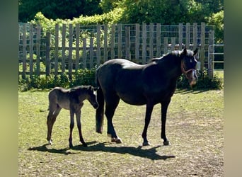 Pony tedesco, Stallone, Puledri (04/2026), 146 cm, Morello
