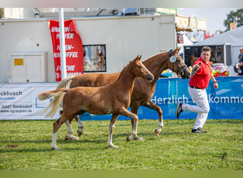 Pony tedesco, Stallone, Puledri
 (04/2023), 146 cm, Sauro