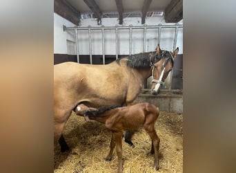 Pony tedesco, Stallone, , 147 cm, Baio scuro