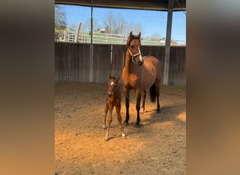Pony tedesco, Stallone, , 147 cm, Baio scuro