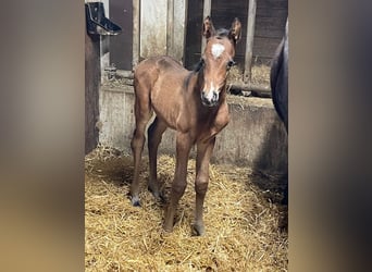 Pony tedesco, Stallone, , 147 cm, Baio scuro