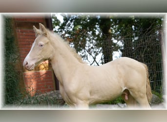 Pony tedesco, Stallone, Puledri
 (06/2023), 147 cm, Cremello
