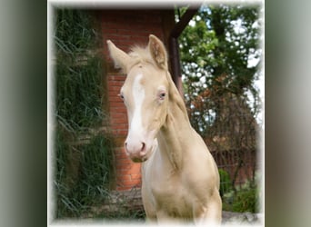 Pony tedesco, Stallone, Puledri
 (06/2023), 147 cm, Cremello