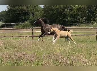 Pony tedesco, Stallone, , 147 cm, Palomino