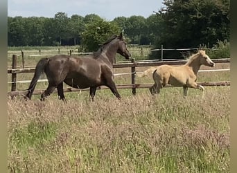 Pony tedesco, Stallone, , 147 cm, Palomino