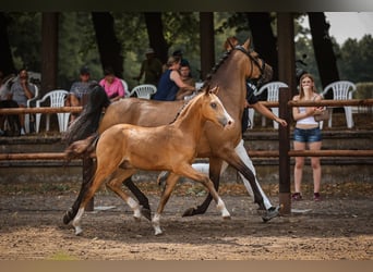 Pony tedesco, Stallone, Puledri (04/2026), 147 cm, Pelle di daino