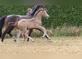 Pony tedesco, Stallone, Puledri
 (05/2024), 147 cm, Pelle di daino