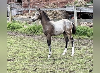 Pony tedesco, Stallone, Puledri
 (03/2024), 147 cm, Pelle di daino