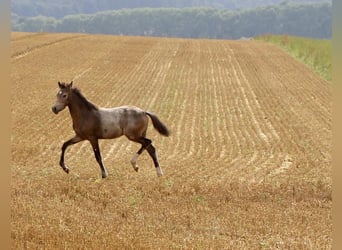Pony tedesco, Stallone, Puledri
 (03/2024), 147 cm, Pelle di daino