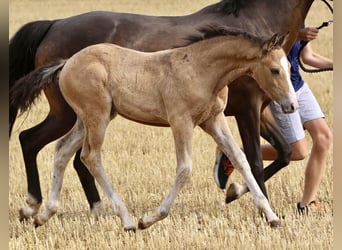 Pony tedesco, Stallone, Puledri
 (05/2024), 147 cm, Pelle di daino