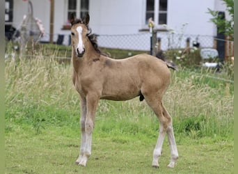 Pony tedesco, Stallone, Puledri
 (05/2024), 147 cm, Pelle di daino