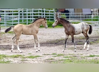 Pony tedesco, Stallone, Puledri
 (05/2024), 147 cm, Pelle di daino