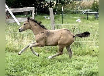 Pony tedesco, Stallone, Puledri
 (05/2024), 147 cm, Pelle di daino