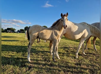 Pony tedesco, Stallone, Puledri (05/2026), 147 cm, Pelle di daino