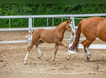 Pony tedesco, Stallone, Puledri
 (06/2024), 147 cm, Sauro