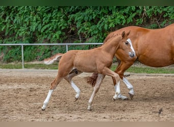 Pony tedesco, Stallone, Puledri
 (06/2024), 147 cm, Sauro