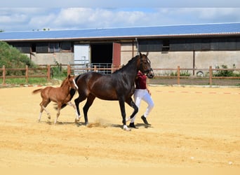 Pony tedesco, Stallone, Puledri
 (06/2024), 147 cm, Sauro