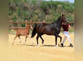 Pony tedesco, Stallone, Puledri
 (06/2024), 147 cm, Sauro