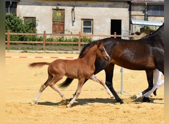 Pony tedesco, Stallone, Puledri
 (06/2024), 147 cm, Sauro