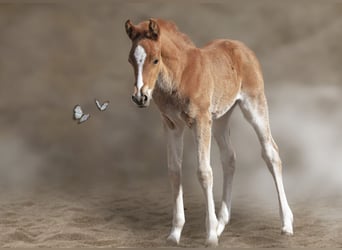 Pony tedesco, Stallone, , 147 cm, Sauro