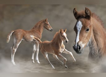 Pony tedesco, Stallone, , 147 cm, Sauro