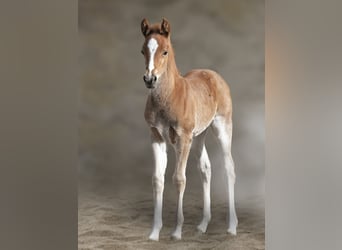 Pony tedesco, Stallone, , 147 cm, Sauro