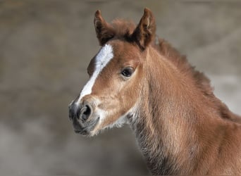 Pony tedesco, Stallone, , 147 cm, Sauro