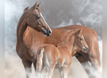 Pony tedesco, Stallone, , 147 cm, Sauro
