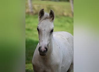 Pony tedesco, Stallone, Puledri (05/2024), 148 cm