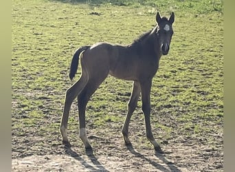 Pony tedesco, Stallone, Puledri
 (04/2024), 148 cm